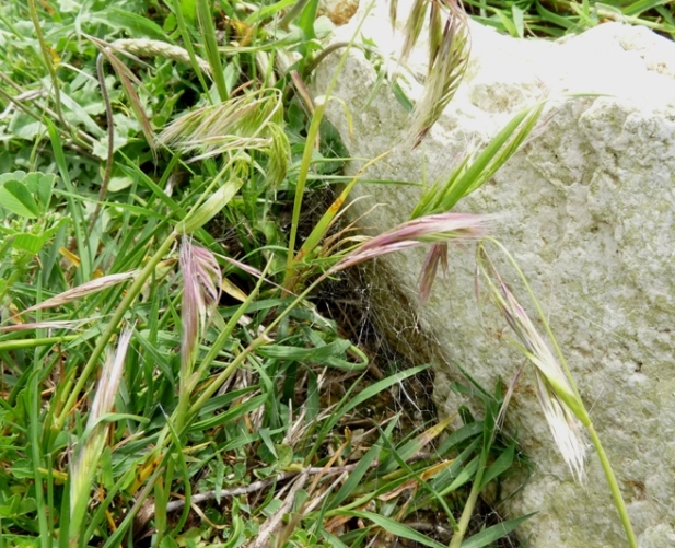 Steatoda paykulliana in Sardegna